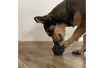 Velká sada hraček pro psy - 10ks