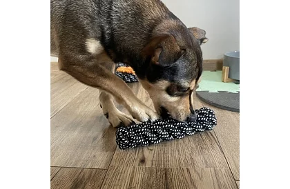 Velká sada hraček pro psy - 10ks