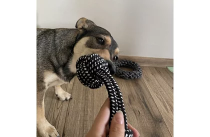 Velká sada hraček pro psy - 10ks