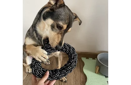 Velká sada hraček pro psy - 10ks