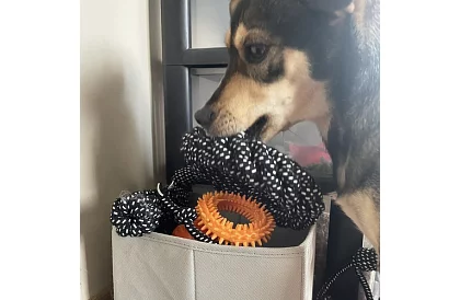 Velká sada hraček pro psy - 10ks