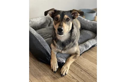 Pelíšek pro psa a kočku 60 × 45 cm