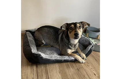 Pelíšek pro psa a kočku 60 × 45 cm