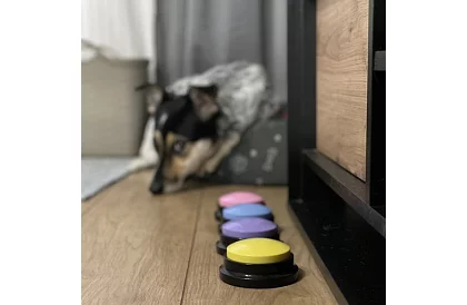 Nahrávací mluvící tlačítka pro psa – komunikační trénink doma