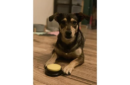 Nahrávací mluvící tlačítka pro psa – komunikační trénink doma