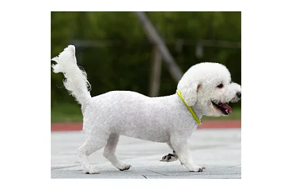 Svítící LED obojek s USB nabíjením a nastavitelnou délkou