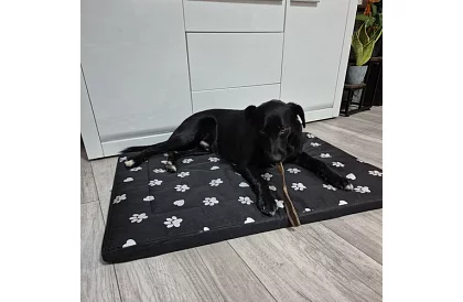 Voděodolný psí pelech - matrace 100x70 cm