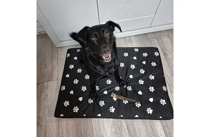 Voděodolný psí pelech - matrace 100x70 cm