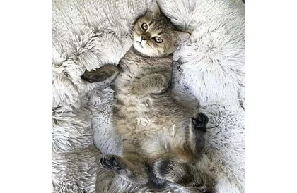 Luxusní pelíšek pro psy, kočky i králíčky - 60 cm