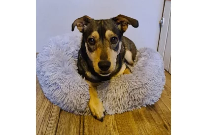 Luxusní pelíšek pro psy, kočky i králíčky - 60 cm