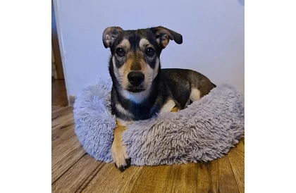 Luxusní pelíšek pro psy, kočky i králíčky - 60 cm