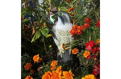 Plašič ptáků – realistický sokol