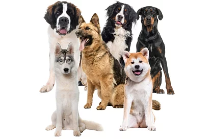 Chladící gelová podložka černá  - 110 x 70 cm