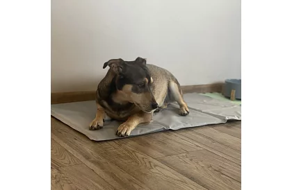 Chladící gelová podložka - 90 x 50 cm