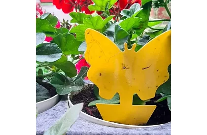 Lapače na hmyz Repest – 12 kusů