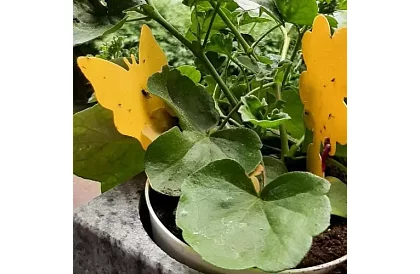 Lapače na hmyz Repest – 12 kusů