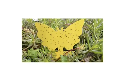 Lapače na hmyz Repest – 12 kusů