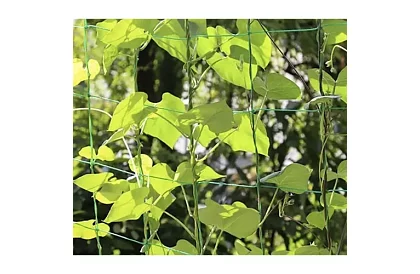 Síťová podpora pro rostliny 2x20 m