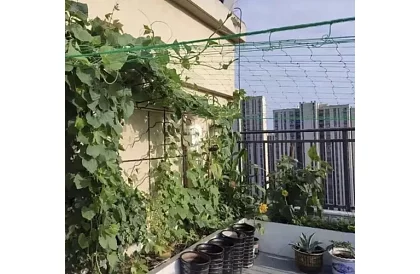 Síťová podpora pro rostliny 2x10 m