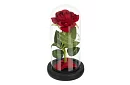 Věčná růže ve skle s LED osvětlením