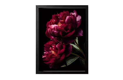 Sametová krása - obraz - Pivoňky v temně elegantním stylu 44