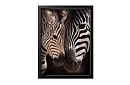 Blízkost přírody - obraz - Zebra s mládětem v detailu 55