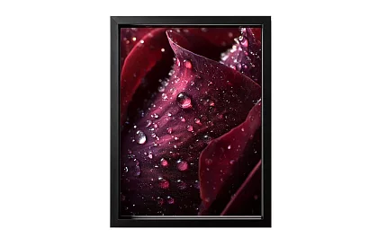 Kapky vášně - obraz - Detail růže s kapkami vody 61