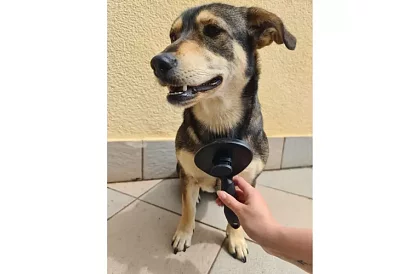 Samočisticí vyčesávací kartáč na srst