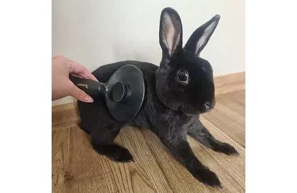 Samočisticí vyčesávací kartáč na srst