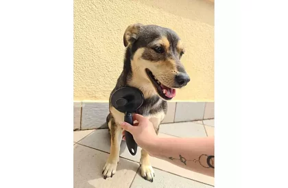 Samočisticí vyčesávací kartáč na srst