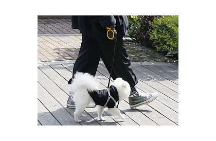 Automatické Flexi vodítko do 15 kg – 5 m