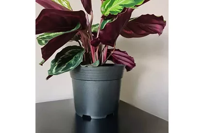 Zahradní pěstitelský květináč 16 cm – 500 kusů