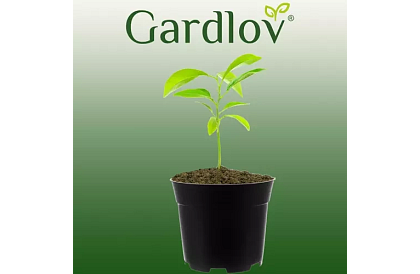 Zahradní pěstitelský květináč 16 cm – 500 kusů