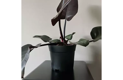 Zahradní pěstitelský květináč 16 cm – 500 kusů