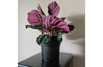 Zahradní pěstitelský květináč 16 cm – 500 kusů