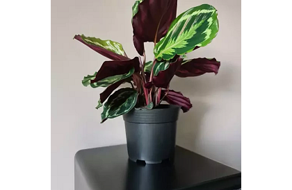 Zahradní pěstitelský květináč 16 cm – 500 kusů