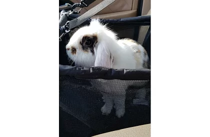 Přepravní taška vašeho mazlíčka na sedadlo auta