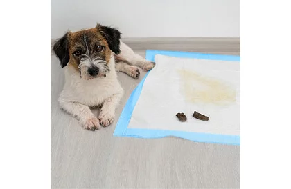 Absorpční hygienické podložky 50 ks – 60x60 cm + sáčky na exkrementy