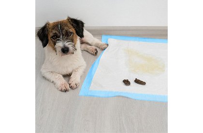 Absorpční hygienické podložky 100 ks – 60x60 cm + sáčky na exkrementy