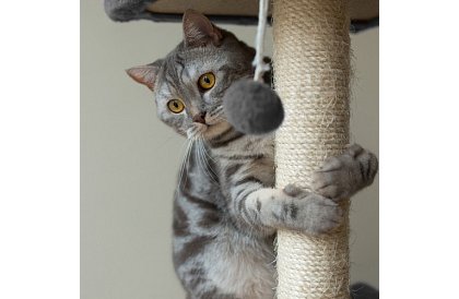 Šedé škrabadlo pro kočky - 71 x 44 x 34 cm