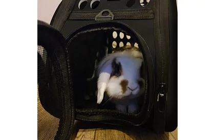 Přepravka - cestovní taška na zvířata - černá