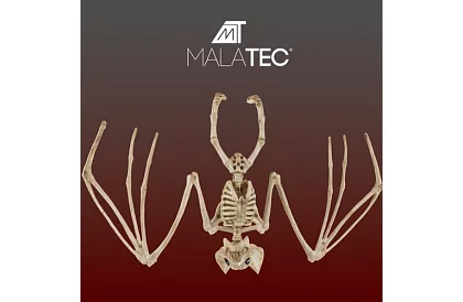 Kostra netopýra 30 cm - halloweenská dekorace