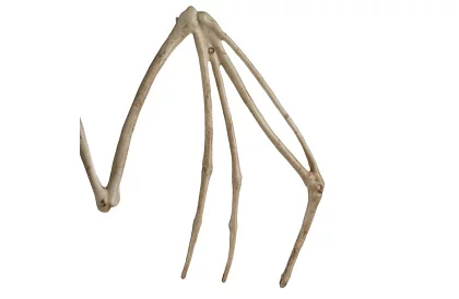 Kostra netopýra 30 cm - halloweenská dekorace