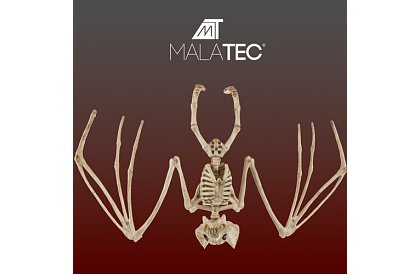 Kostra netopýra 30 cm - halloweenská dekorace