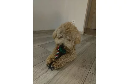 Sada hraček pro psa - 6 kusů