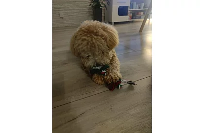 Sada hraček pro psa - 6 kusů