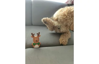 Sada hraček pro psa - 6 kusů