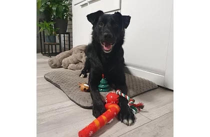 Sada hraček pro psa - 6 kusů