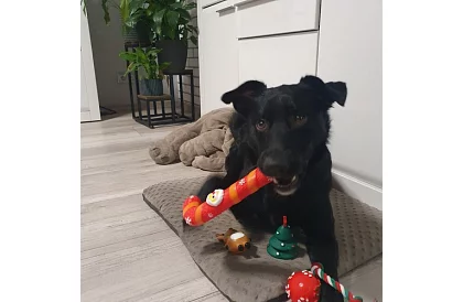 Sada hraček pro psa - 6 kusů