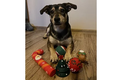 Sada hraček pro psa - 6 kusů